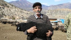 Artvinli üreticinin tercihi Hemşin koyunu