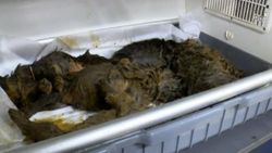 Ankara'da foseptik çukurunda 6 yavru köpek bulundu