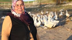 Ankaralı ev hanımı, hobi için aldığı civcivlerle kaz çiftliği kurdu