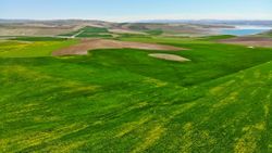 Tunceli'de hardal çiçekleri görenleri büyüledi