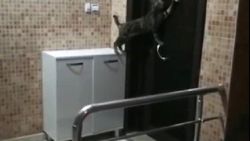 Niğde'de kedi, tokmakla kapıya vurarak açılmasını bekledi