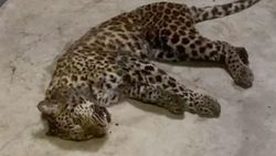 Çin'de kaçan leoparı 'tavuklar' arıyor