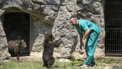 Yavru bozayılar İnci ve Güçlü, Tarsus Doğa Parkı'nın maskotu oldu
