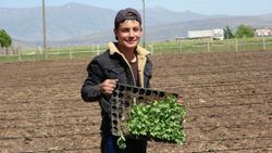 Muş’ta karpuz fideleri toprakla buluştu