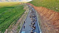 Hakkari'de göçerlerin yayla yolculuğu başladı