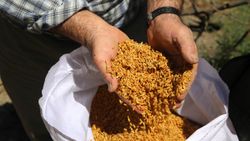 Tosya'da çeltik ekimi başladı