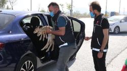 Konya'da durdurulan araçtan ceylan yavruları çıktı