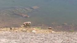 Hindistan'da köpek, timsaha av oldu