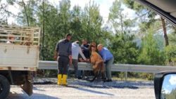Muğla'da bariyerlerde asılı kalan eşeği çevredeki vatandaşlar kutardı