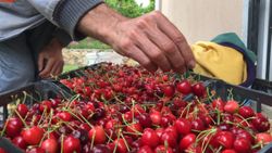 Amasya'da senenin ilk kiraz hasadı yapıldı