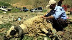 Hakkari, Yüksekova'da koyun kırpma mesaisi