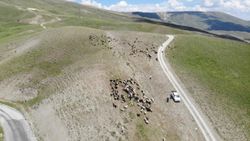 Muş'ta besicilerin yayla yolculuğu başladı