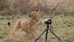 Tripod nedir