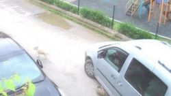 Kocaeli'de köpeği ezen sürücü, yoluna devam etti
