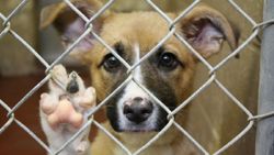 Instagram'da 'save a dog' paylaşımı nedir? Save a dog bağışı nasıl yapılır?