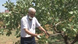 Kuraklık Siirt fıstığını vurdu