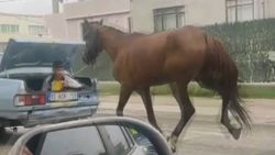 Bursa'da bir aracın bagajında oturan çocuk, seyir halindeyken bir atı peşinden sürükledi