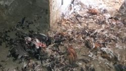 Tunceli'de ayılar, tavukları telef etti