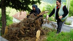 Kastamonu’da ceset yiyen ayı, korkutuyor
