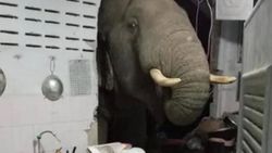 Tayland'da acıkan fil evin duvarını yıktı