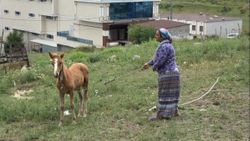 Arnavutköy'de atlarına araba çarptı, 23 bin 467 liralık tebligat geldi