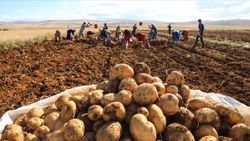 Patates üretiminin yarısından fazlasında yerli tohum kullanılıyor