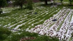Bursa’da dolu yağışı mahsullere zarar verdi