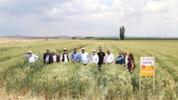 Niğde'de yerli buğday ekimlerinden yüksek verim alındı