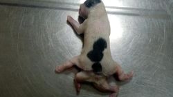 Adana'da 6 bacaklı doğan köpek hayata tutunamadı
