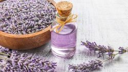 Litresi 800 liradan satılıyor: Lavanta yağının faydaları