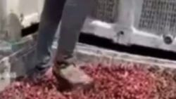Afyonkarahisar'da vişneleri ayakkabılarıyla ezen 4 kişi serbest
