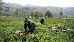ÇAYKUR, yaş çay budama bedellerini üretici hesaplarına gönderdi