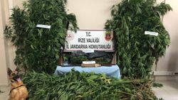 Rize'de mısır tarlasına ekilmiş kenevir bulundu