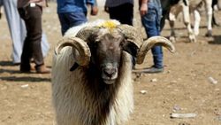 Akika Kurbanı nedir