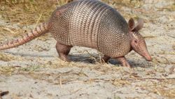Armadillo nedir