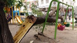 Eskişehir'de çocuk parkındaki dut ağacı, salıncakların üzerine devrildi