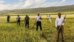 Kuraklık çiftçiyi eski aletlere yönlendirdi