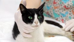 Zonguldak'ta kedi cinsel saldırıya uğradı