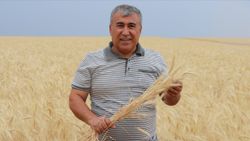 Sivas'ta buğdayın alternatifi tritikale kuraklığa rağmen üreticisini mutlu etti