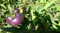 Isparta’da siyah domates üretildi