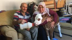 Bartın'daki sel sonucu annesini kaybeden buzağıya bakıyorlar