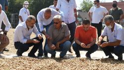 Tarsus’ta Ayşehanım fıstığı hasat şöleni sürüyor