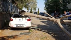 Maltepe'de rüzgarlı havada kırılan ağaç, otomobillere zarar verdi