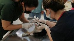Turistlerin bulduğu yaralı kedi, tedavisinin ardından Almanya’ya gönderildi