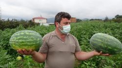 Trabzon'un Yalıncak karpuzu tarlada çürüdü