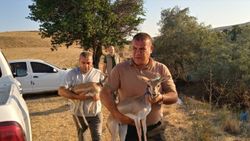 Kırıkkale'de nesli tükenmekte olan 2 ceylana el konuldu