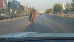 Bursa’da trafiğe çıkan at, sürücülere zor anlar yaşattı