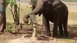 Hindistan'da bir fil, su içmek için pompa kullandı