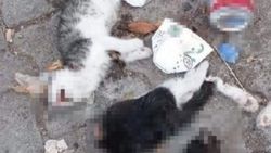 Giresun'da iki kedi yavrusu canice öldürüldü