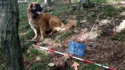 Çekya’da köpek 14’üncü yüzyıldan kalma hazine buldu